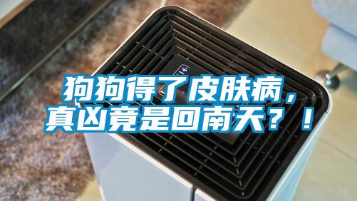 狗狗得了皮膚病，真兇竟是回南天？！